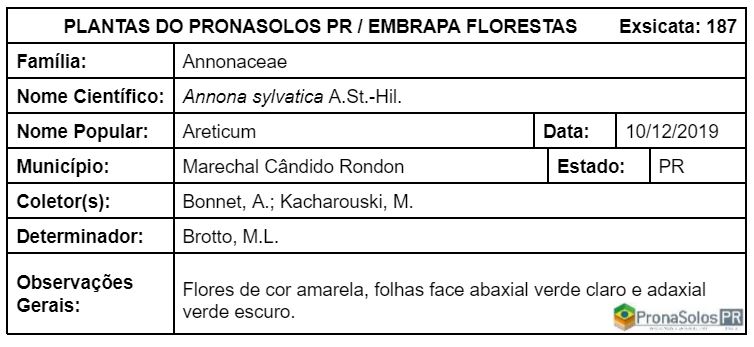 187_Annona sylvatica A St-Hil