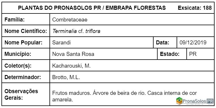 188_Terminalia cf triflora