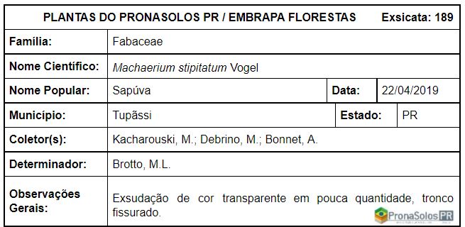 189_Machaerium stipitatum