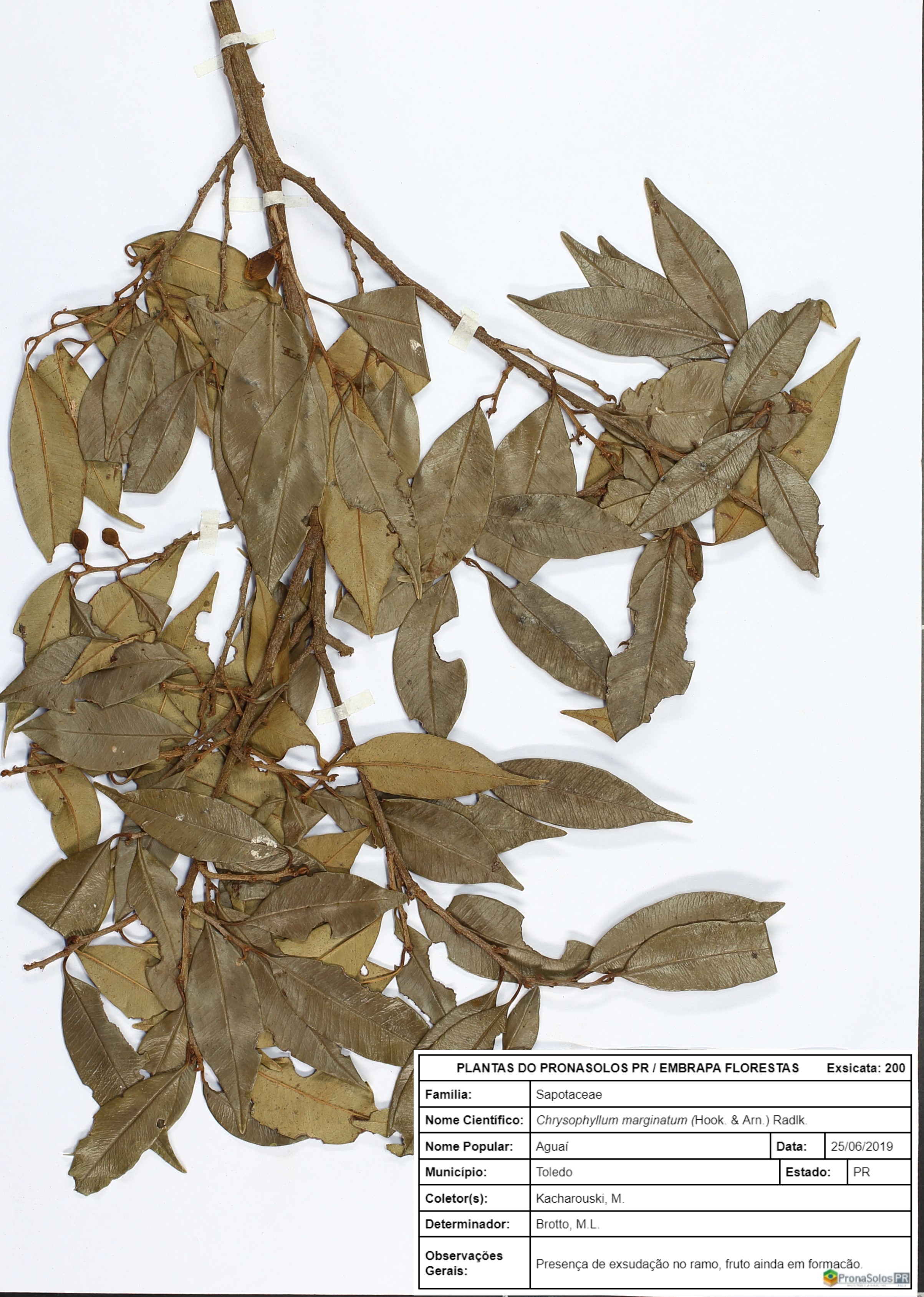200_Chrysophyllum marginatum