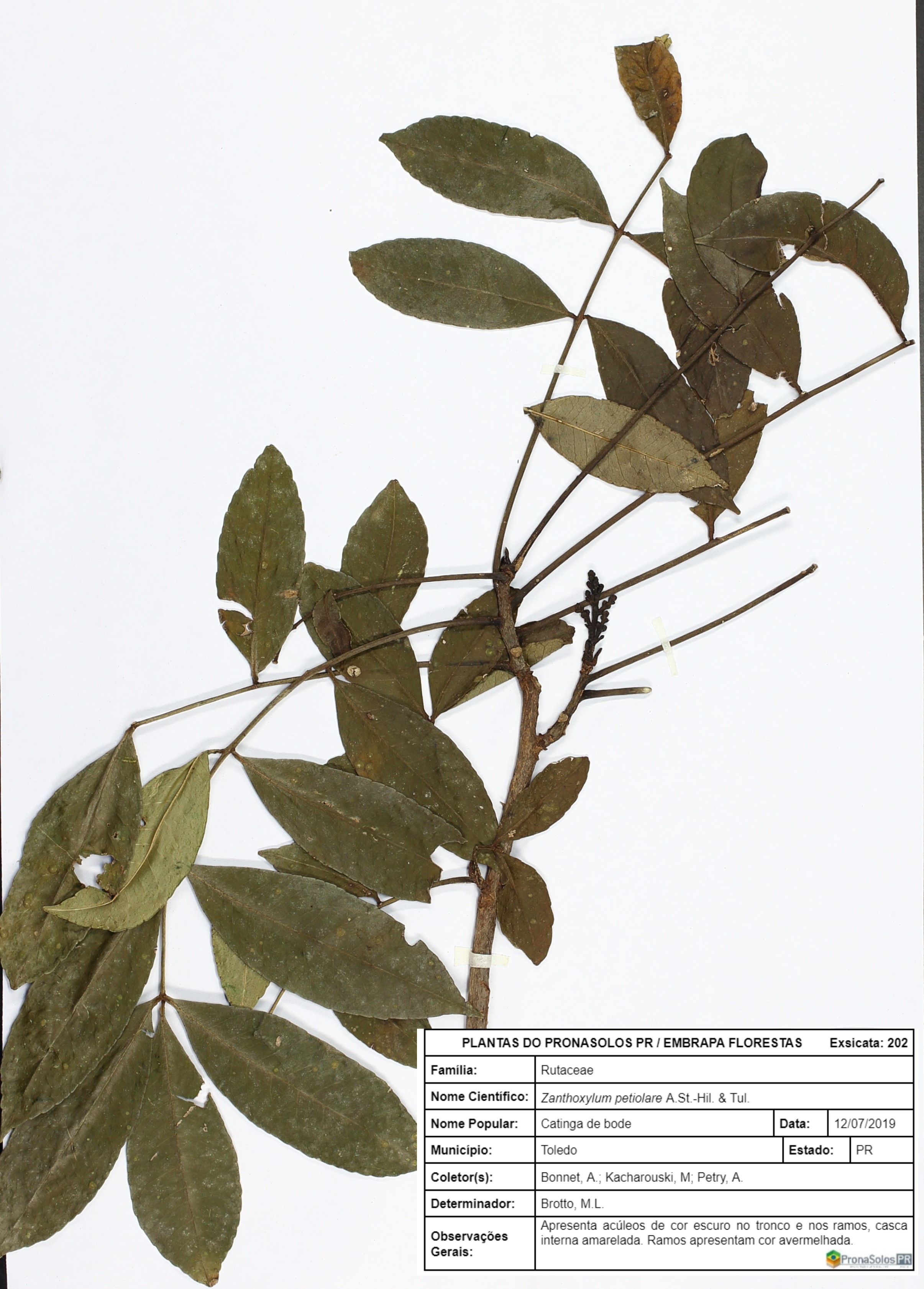 202_Zanthoxylum petiolare