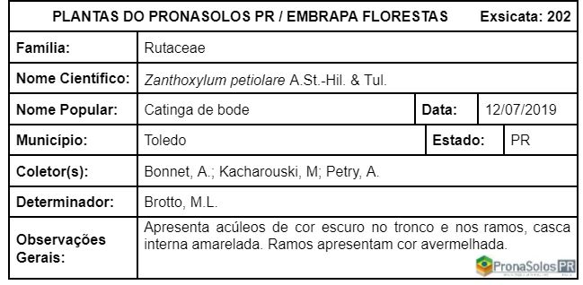 202_Zanthoxylum petiolare