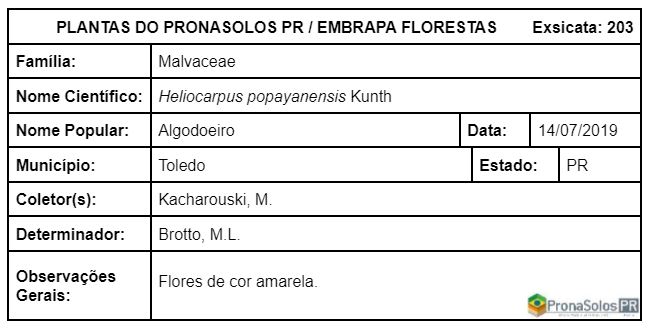 203_Heliocarpus popayanensis