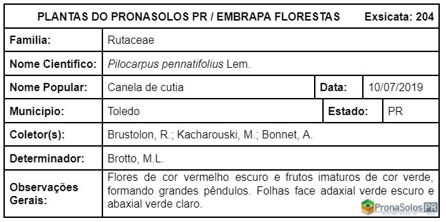 204_Pilocarpus pennatifolius