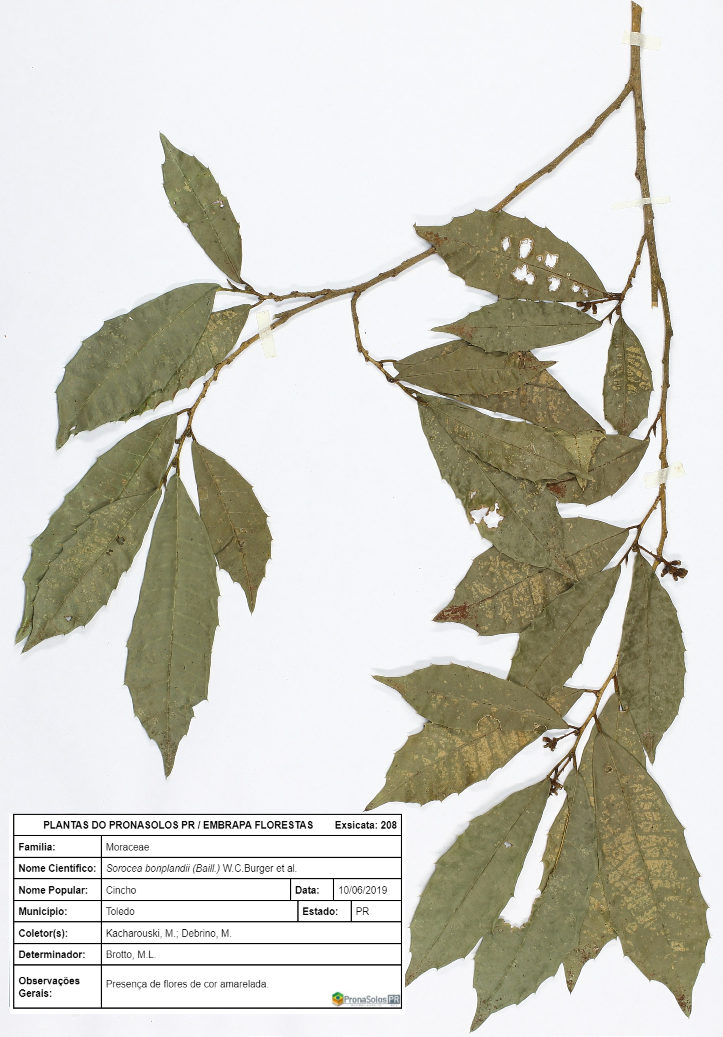 208_Sorocea bonplandii (Baill.) W.C.Burger et al.