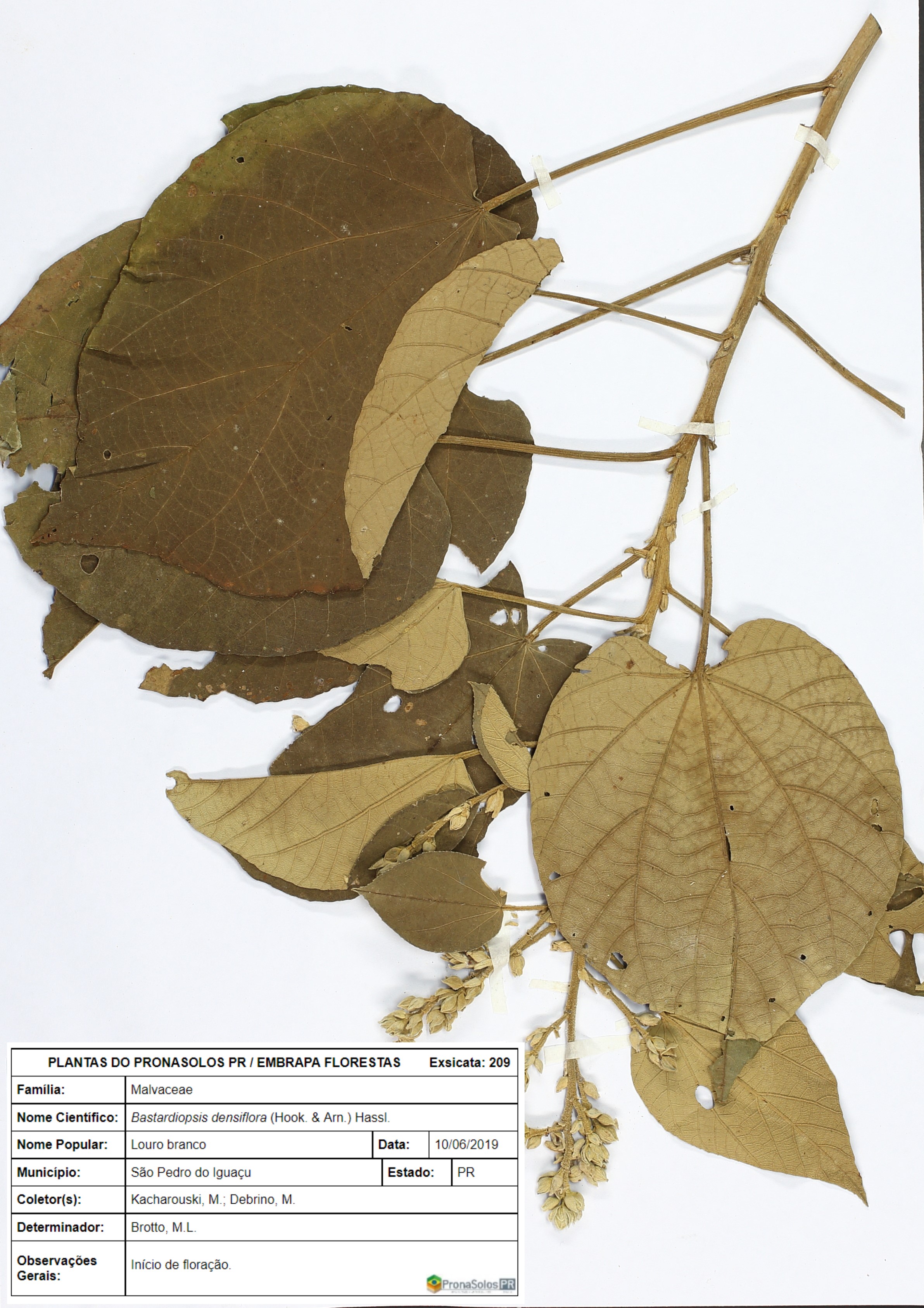 209_Bastardopsis densiflora