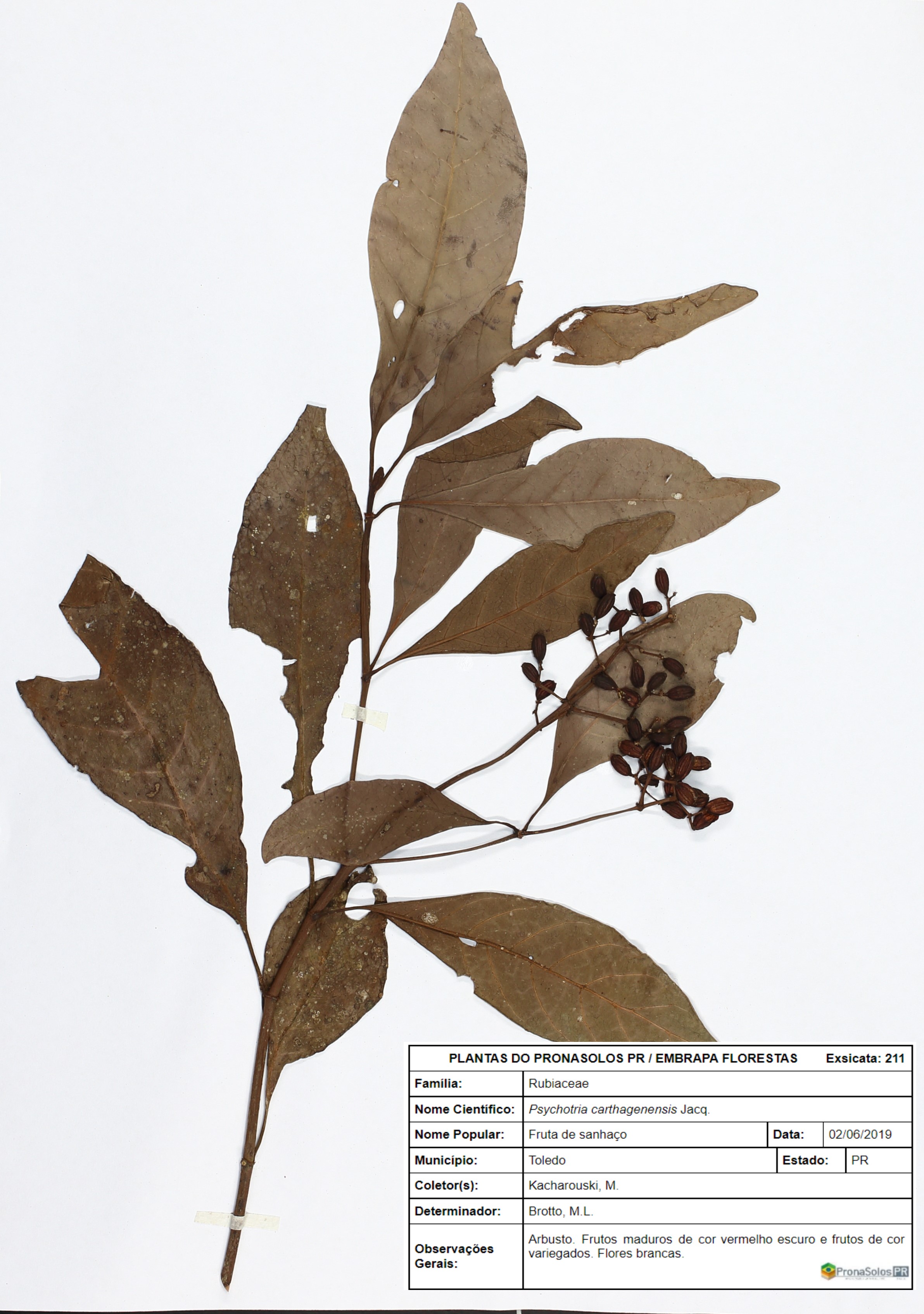 211_Psychotria carthagenensis