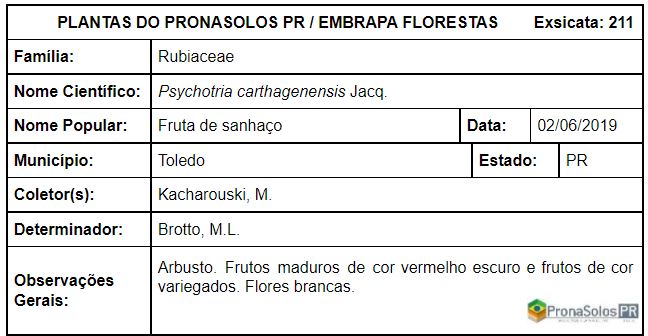 211_Psychotria carthagenensis