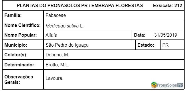 212_Medicago sativa