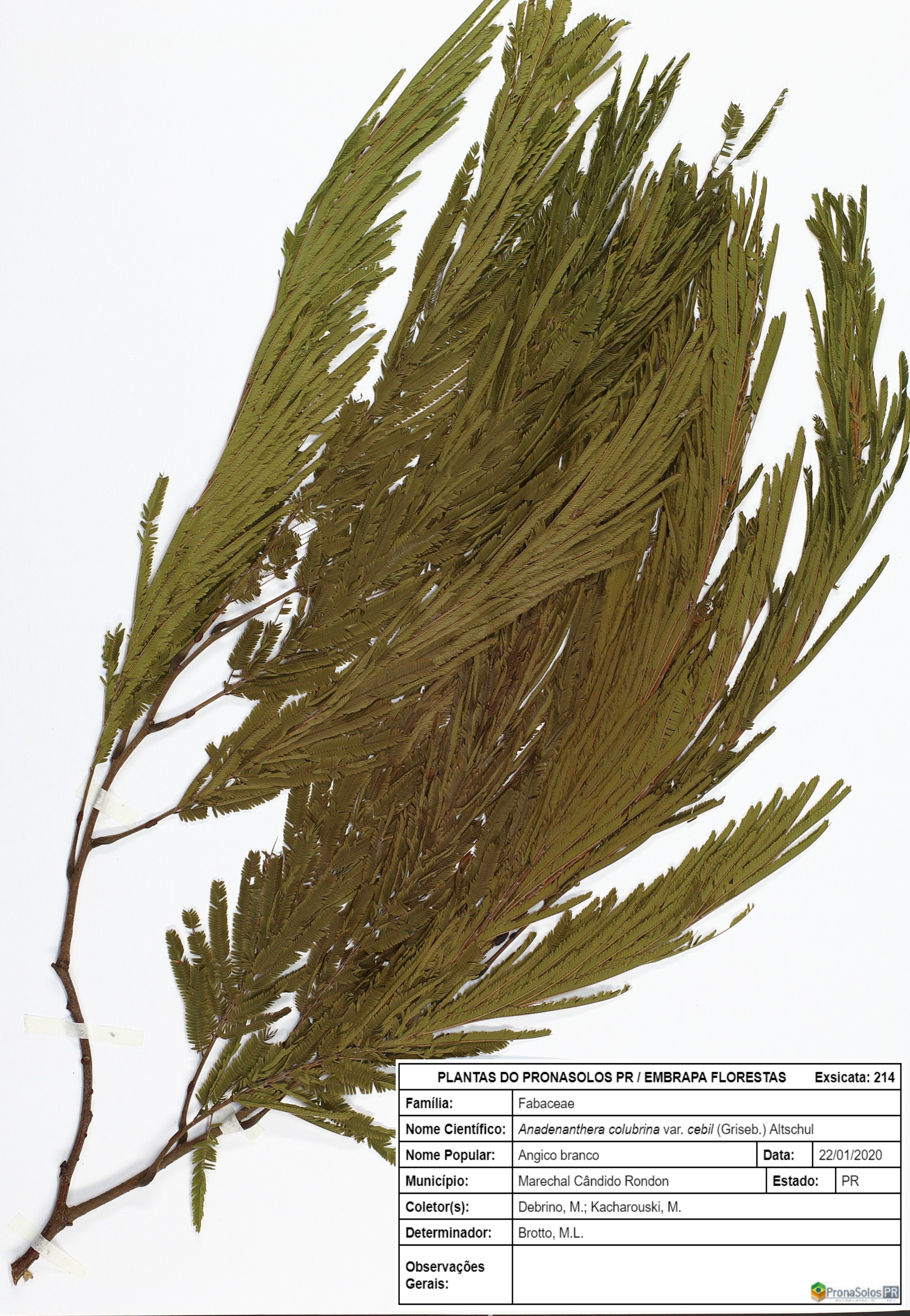 214_Anadenanthera colubrina var. cebil (Griseb.) Altschul
