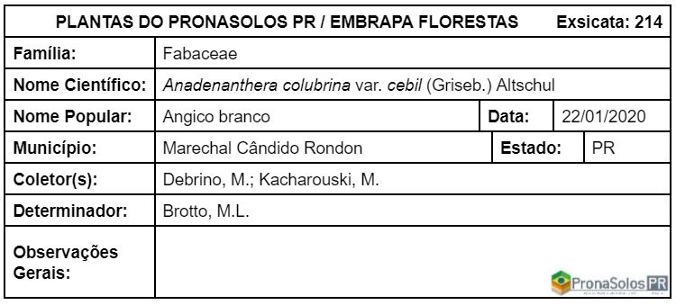 214_Anadenanthera colubrina var cebil (Griseb) Altschul