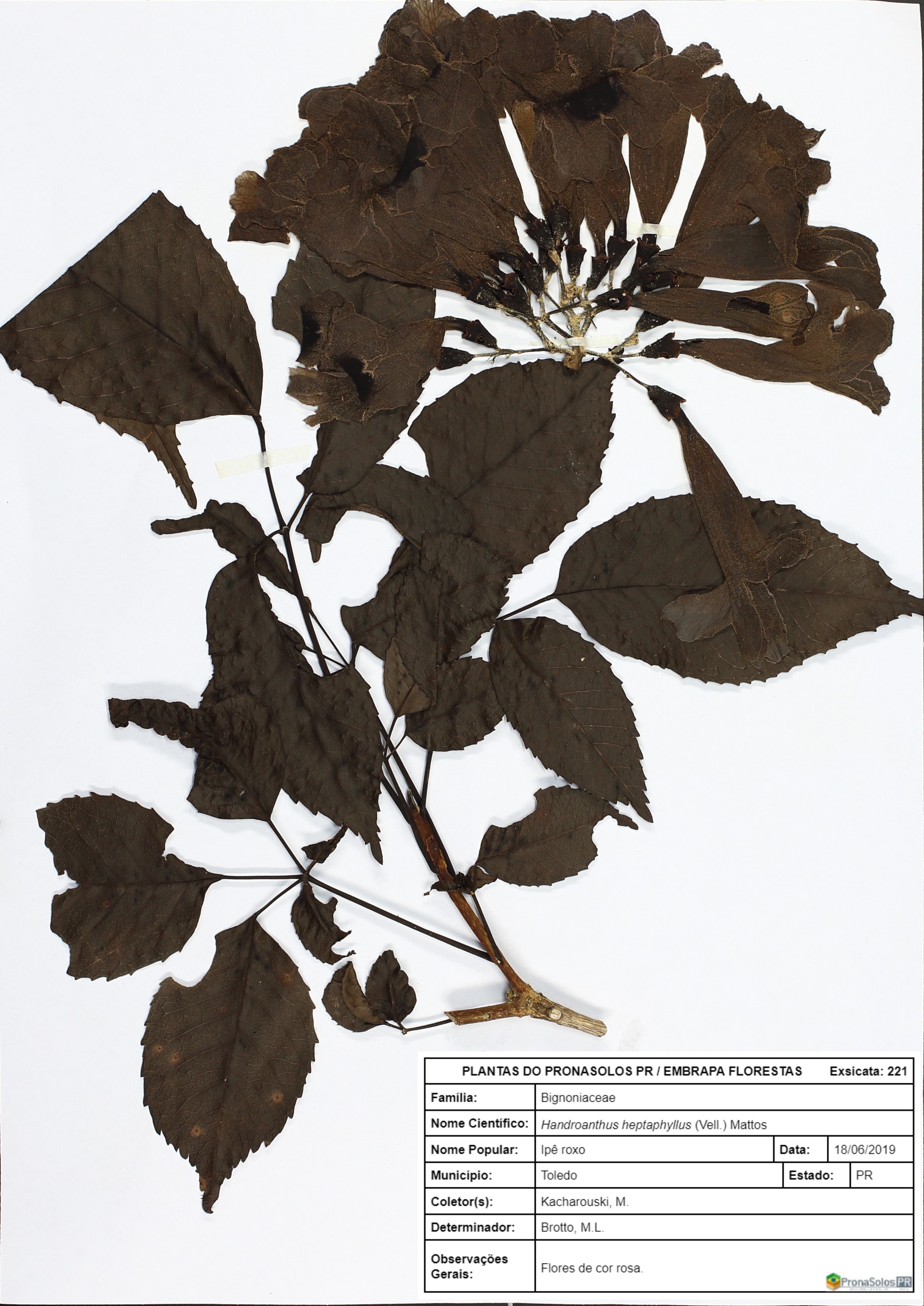 221_Handroanthus heptaphyllus