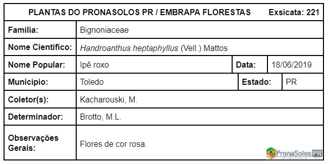 221_Handroanthus heptaphyllus