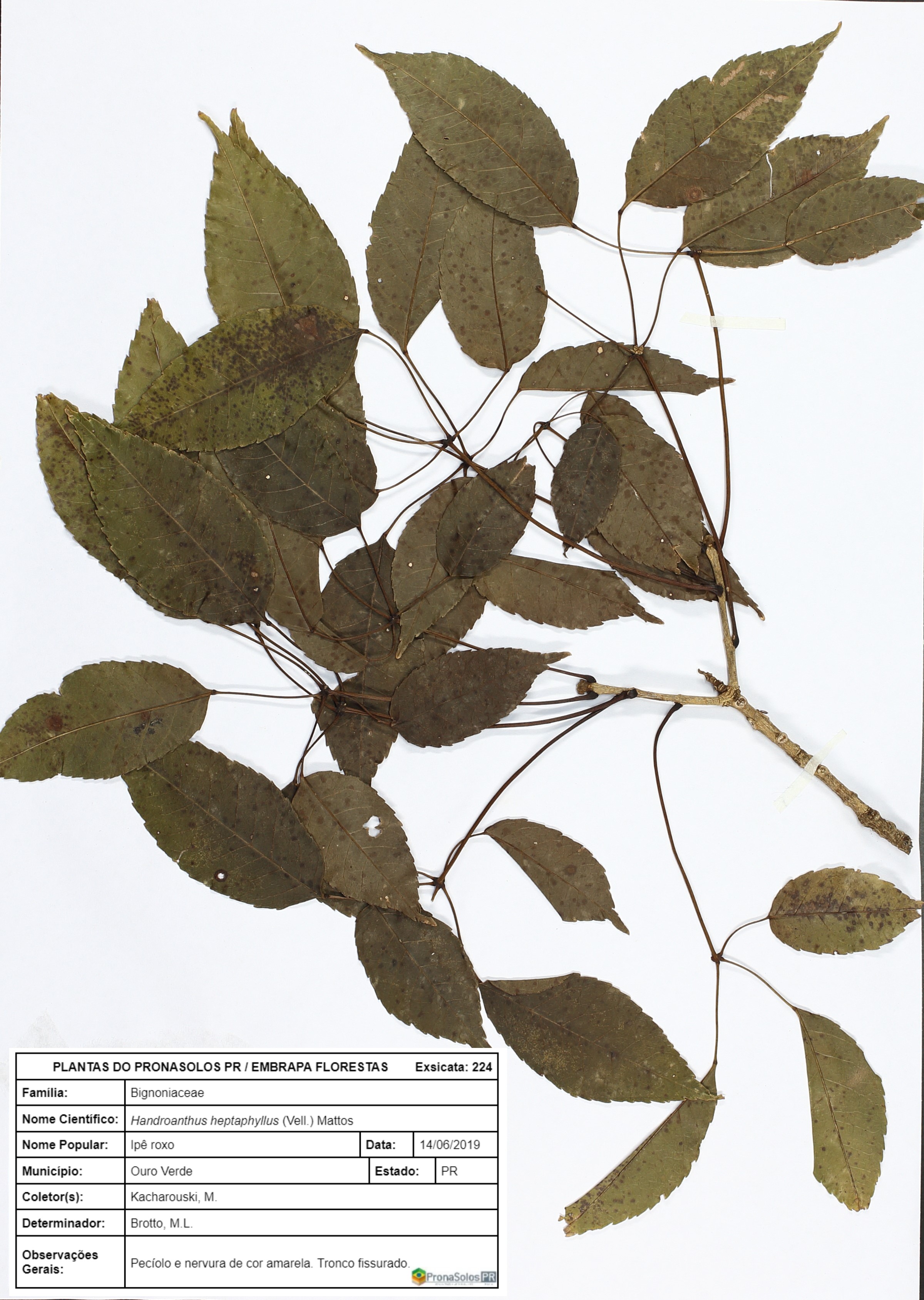 224_Handroanthus heptaphyllus
