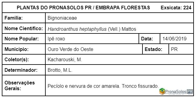 224_Handroanthus heptaphyllus