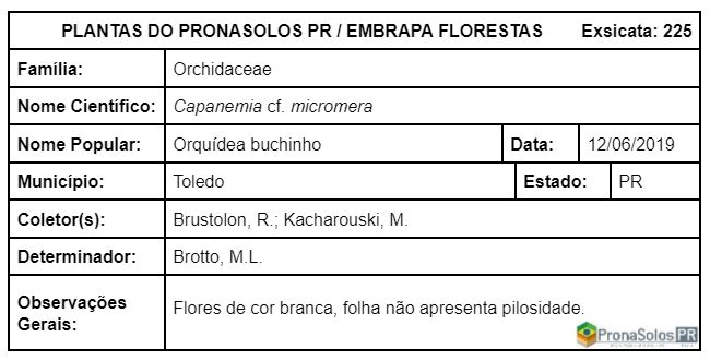 225_Capanemia cf micromera