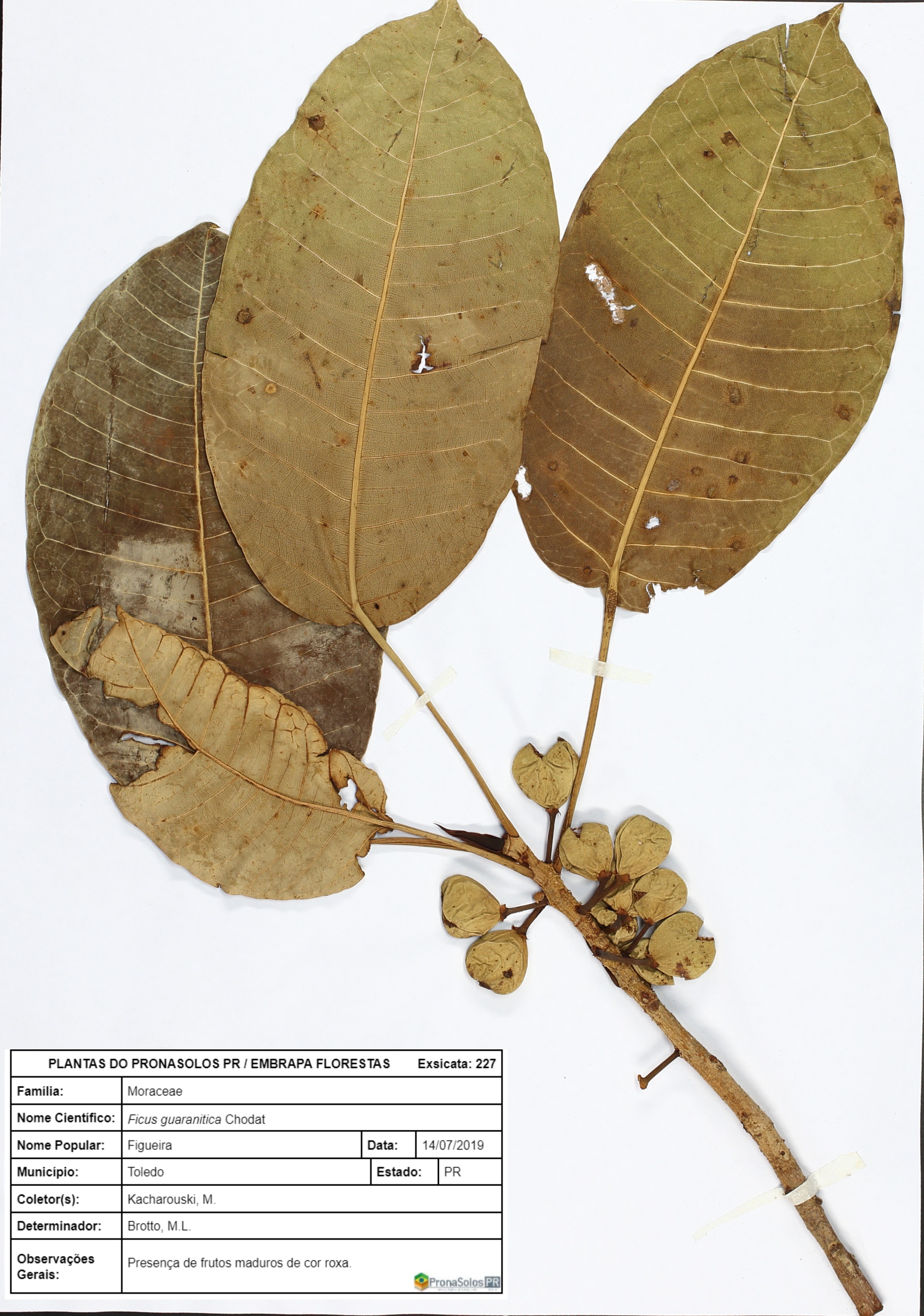 227_Ficus guaranitica