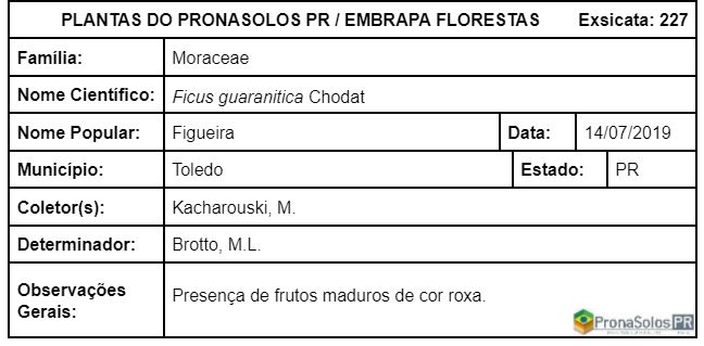 227_Ficus guaranitica