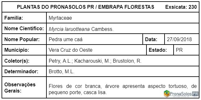 230_Myrcia laruotteana