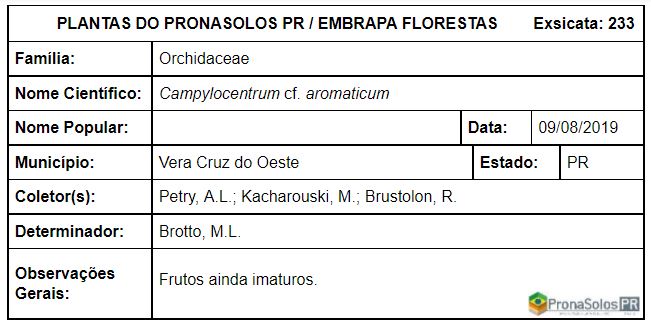 233_Campylocentrum cf aromaticum