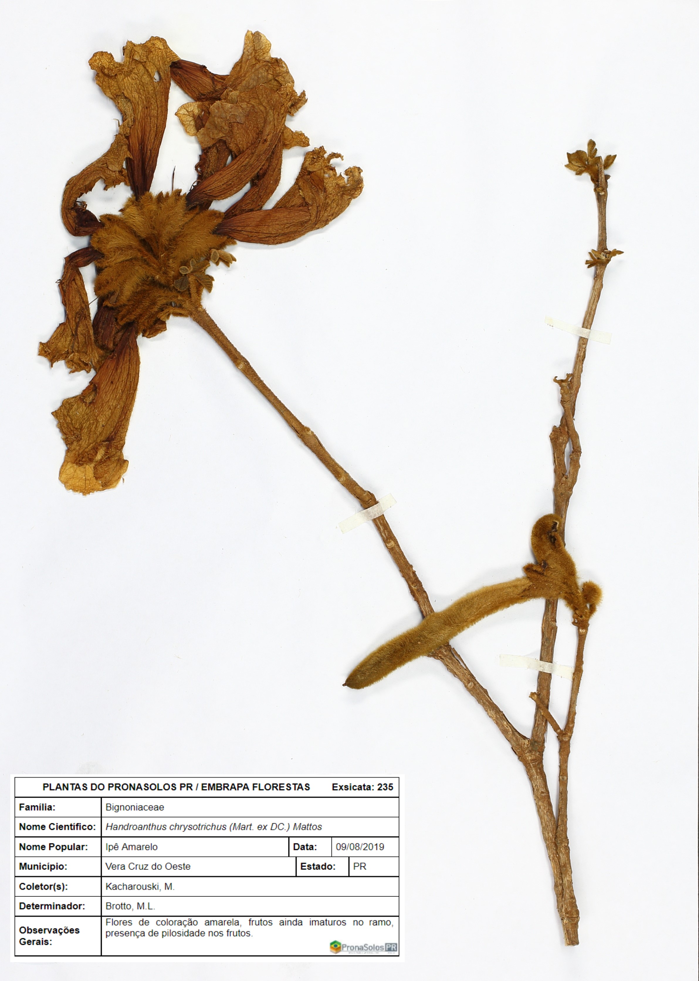 235_Handroanthus chrysotrichus (Mart. ex DC.) Mattos