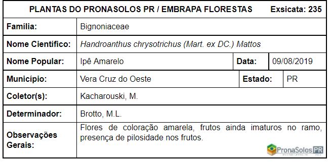 235_Handroanthus chrysotrichus (Mart ex DC) Mattos