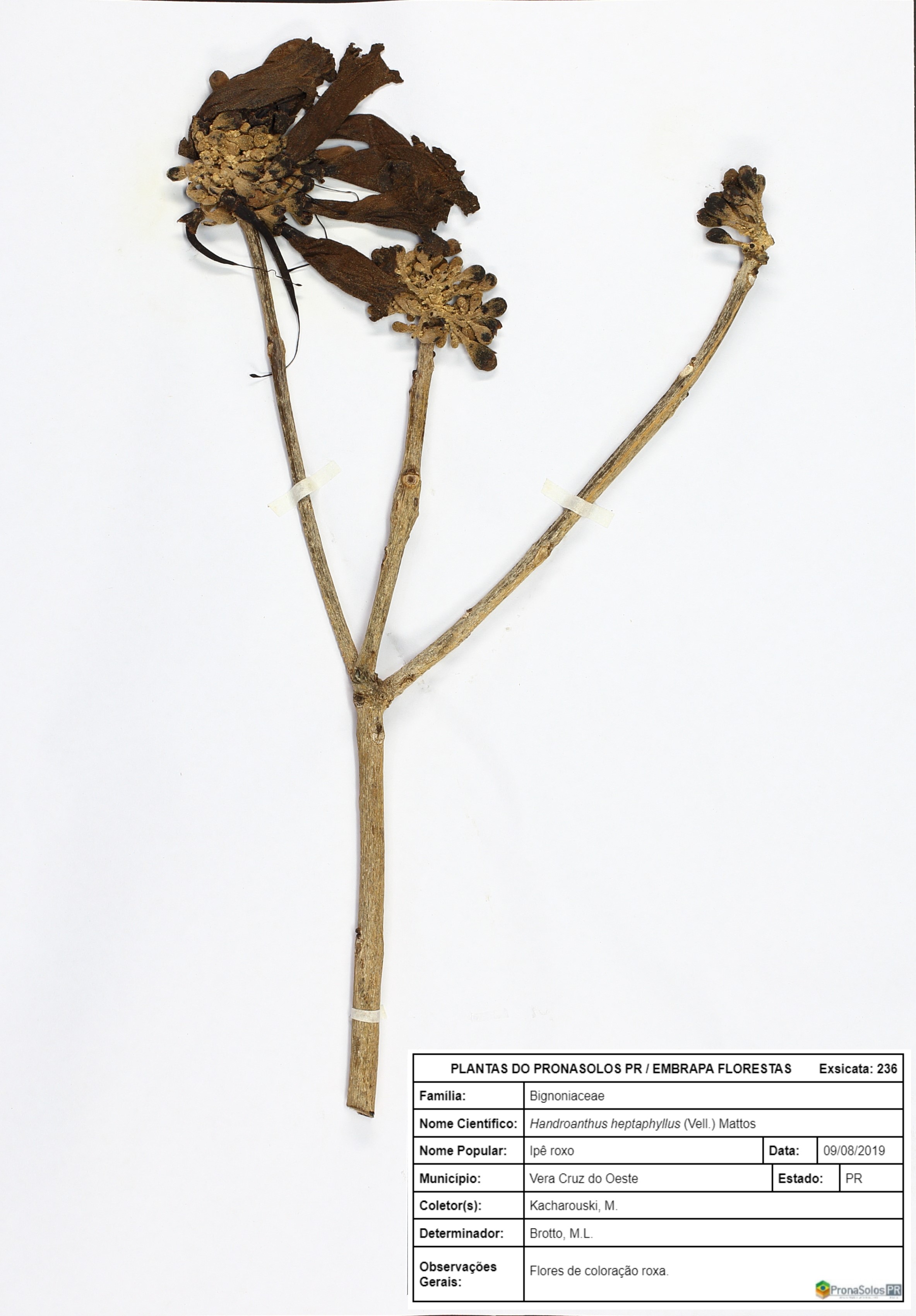 236_Handroanthus heptaphyllus