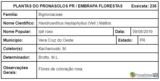 236_Handroanthus heptaphyllus