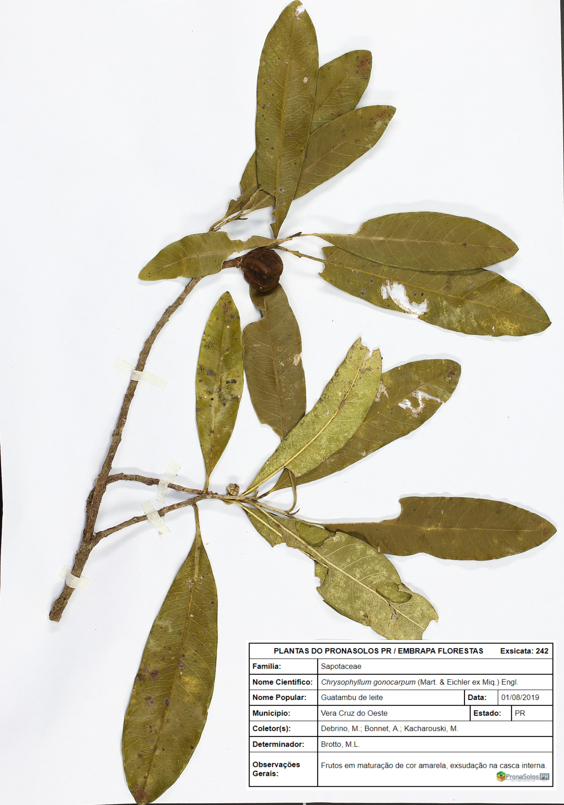 242_Chrysophyllum gonocarpum (Mart. _ Eichler ex Miq.) Engl.