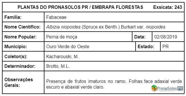 243_Albizia niopoides var niopoides