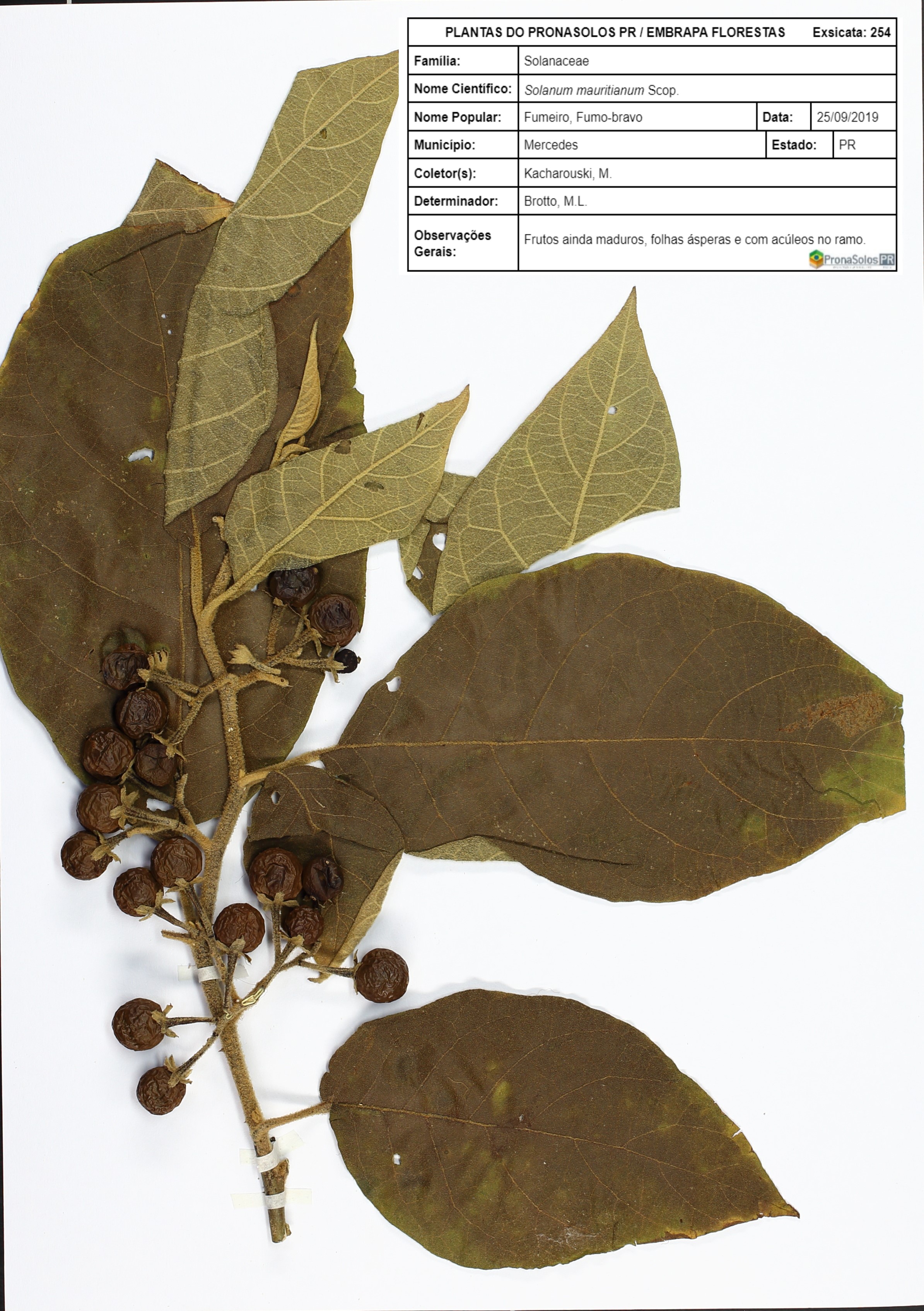 254_Solanum mauritianum