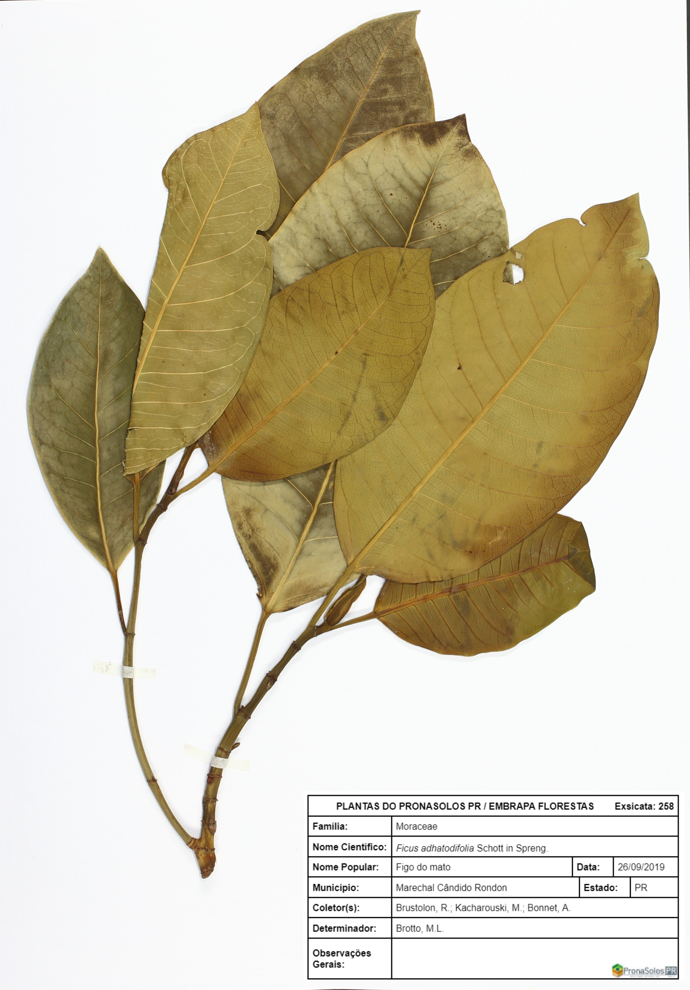 258_Ficus adhatodifolia