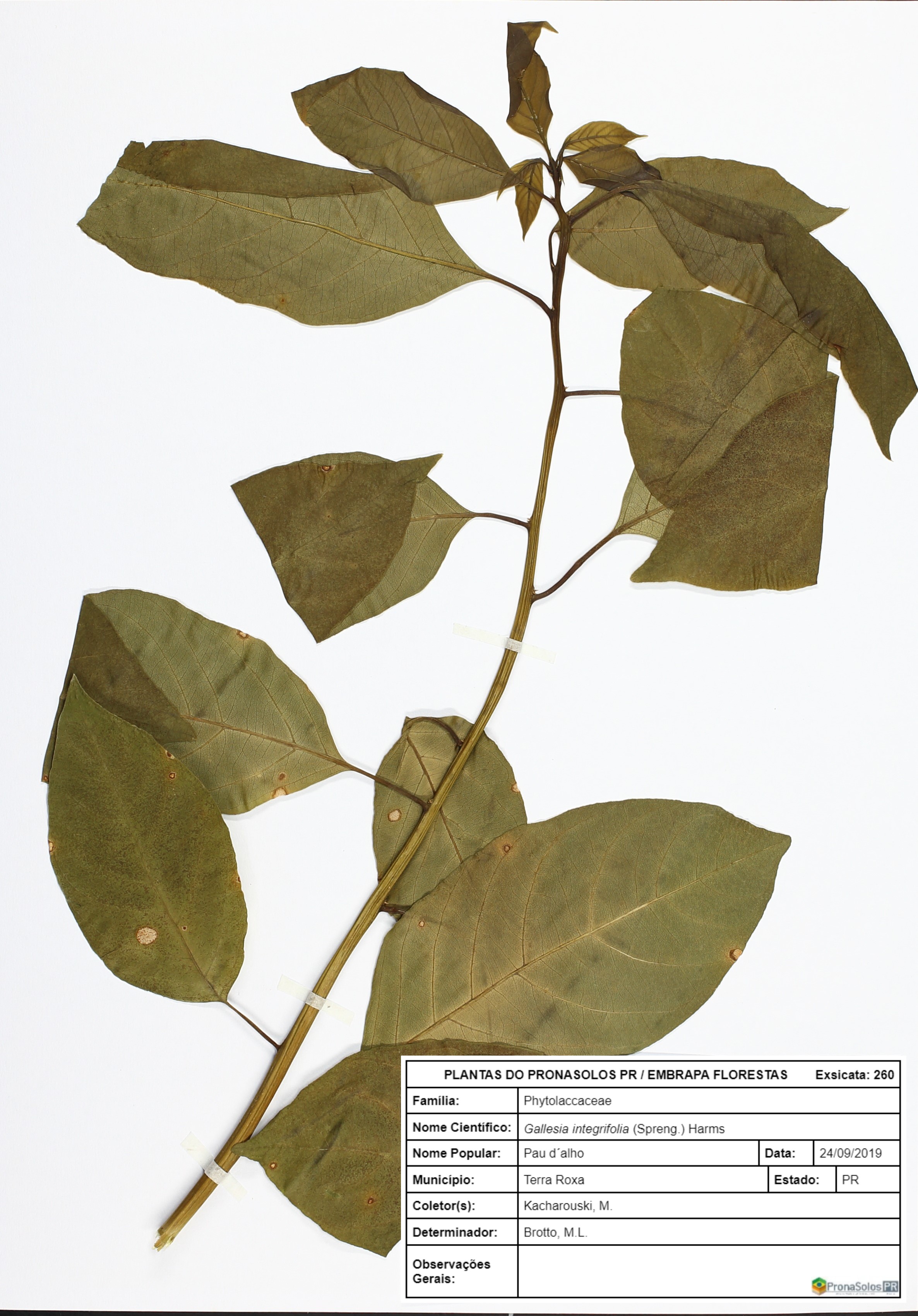 260_Gallesia integrifolia