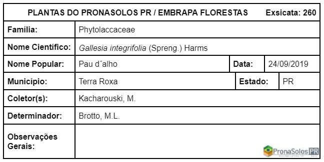 260_Gallesia integrifolia