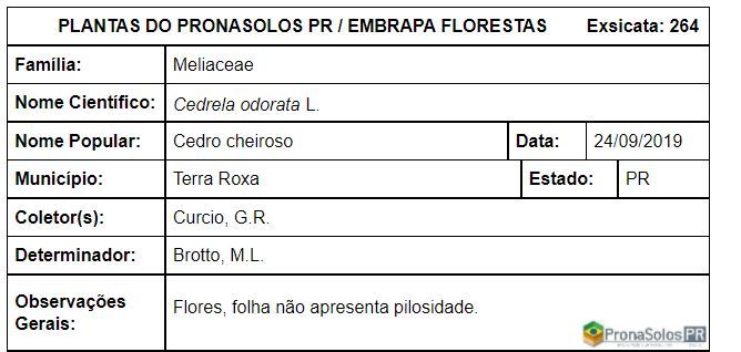 264_Cedrela odorata