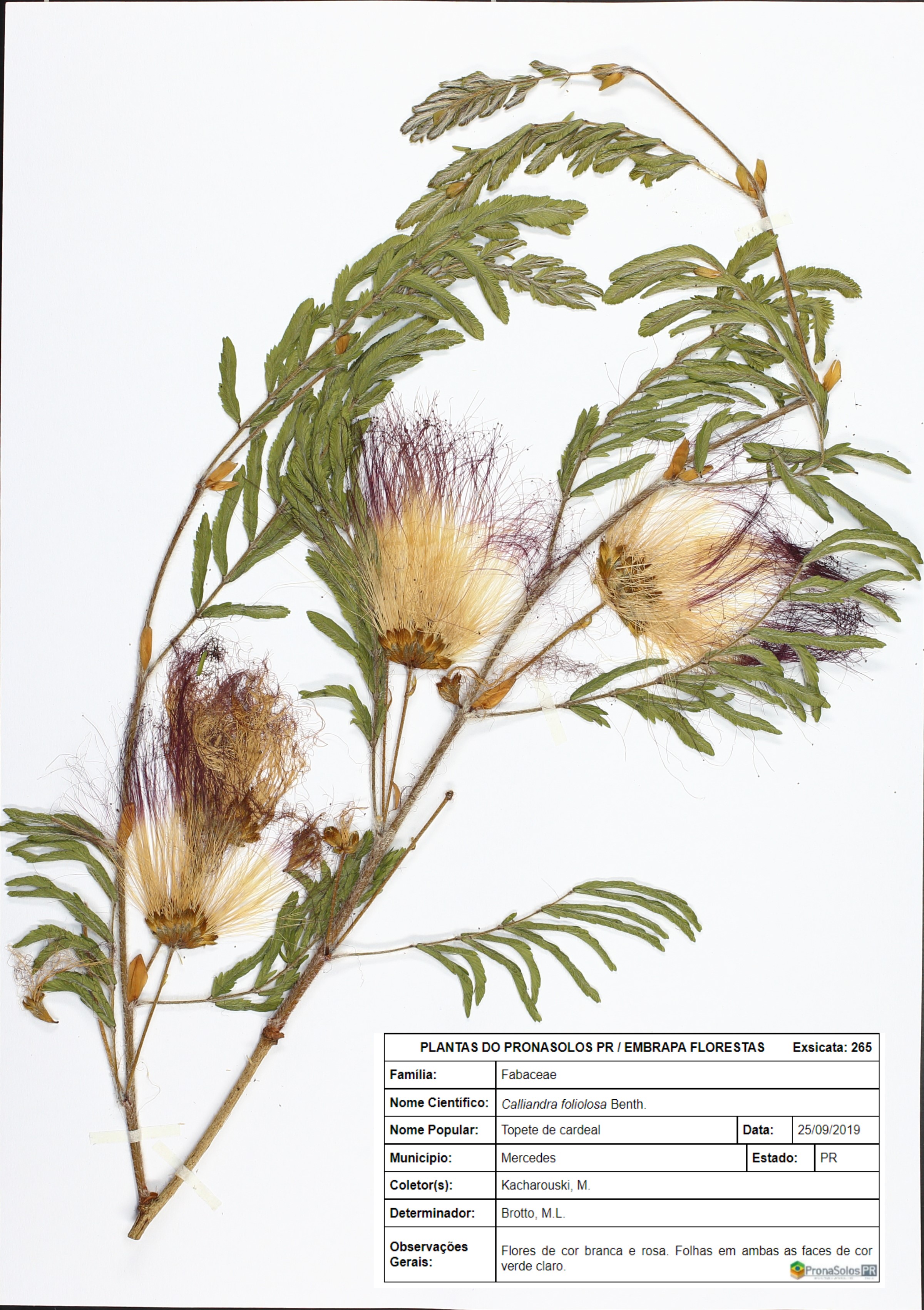 265_Calliandra foliolosa