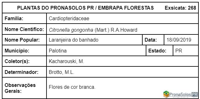 268_citronella_gongonha