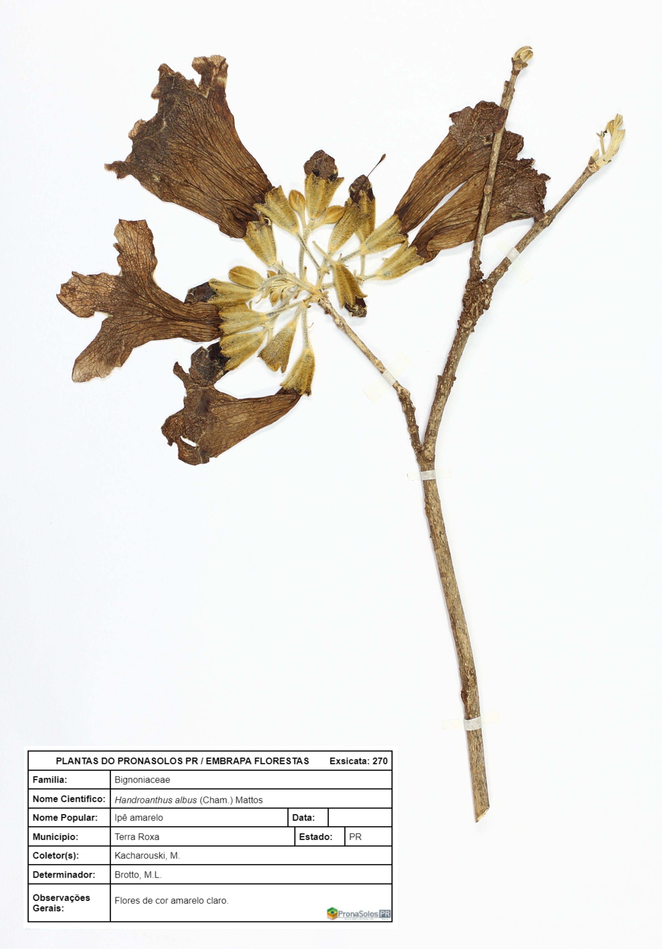 270_Handroanthus albus