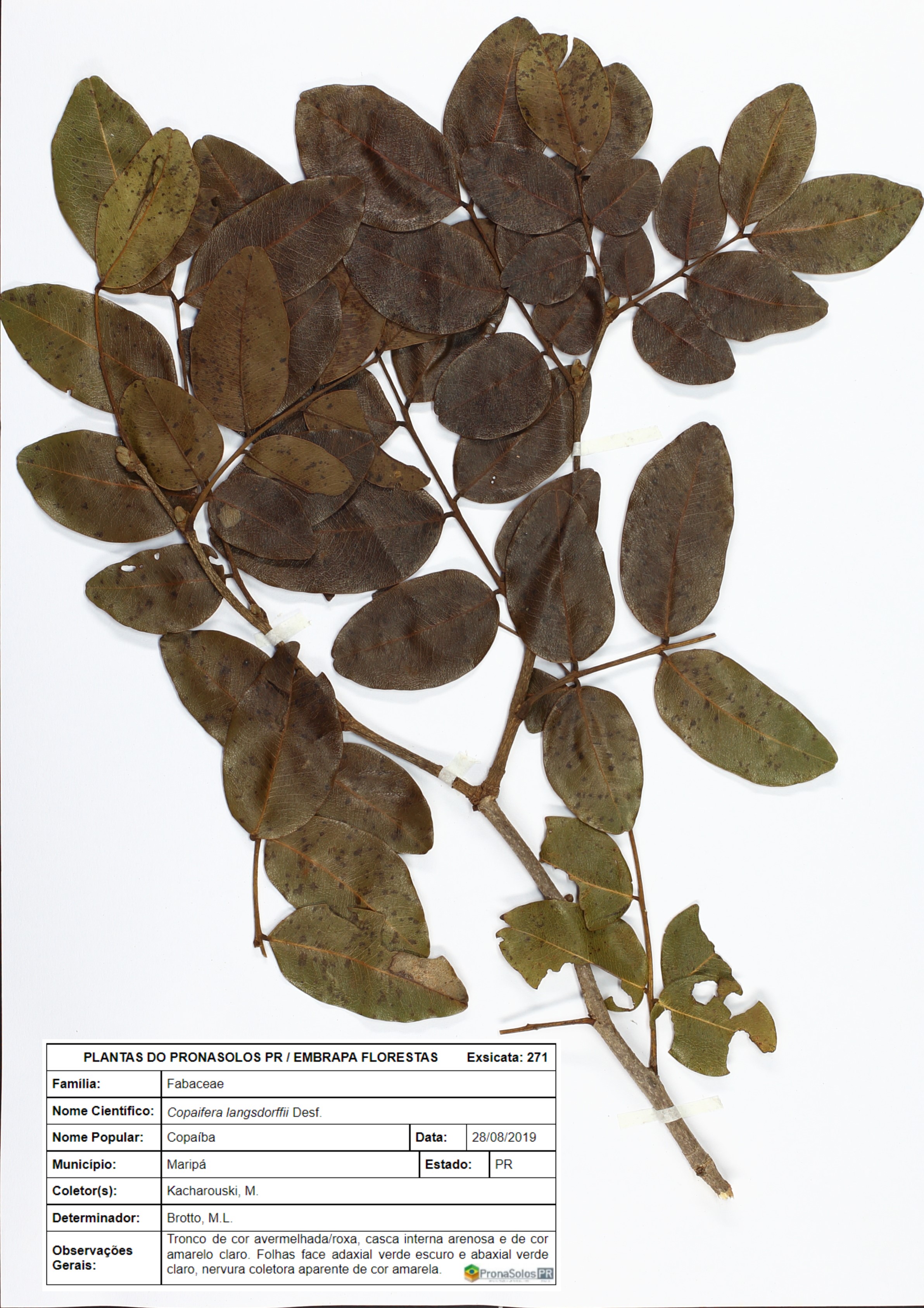 271_Copaifera langsdorffii