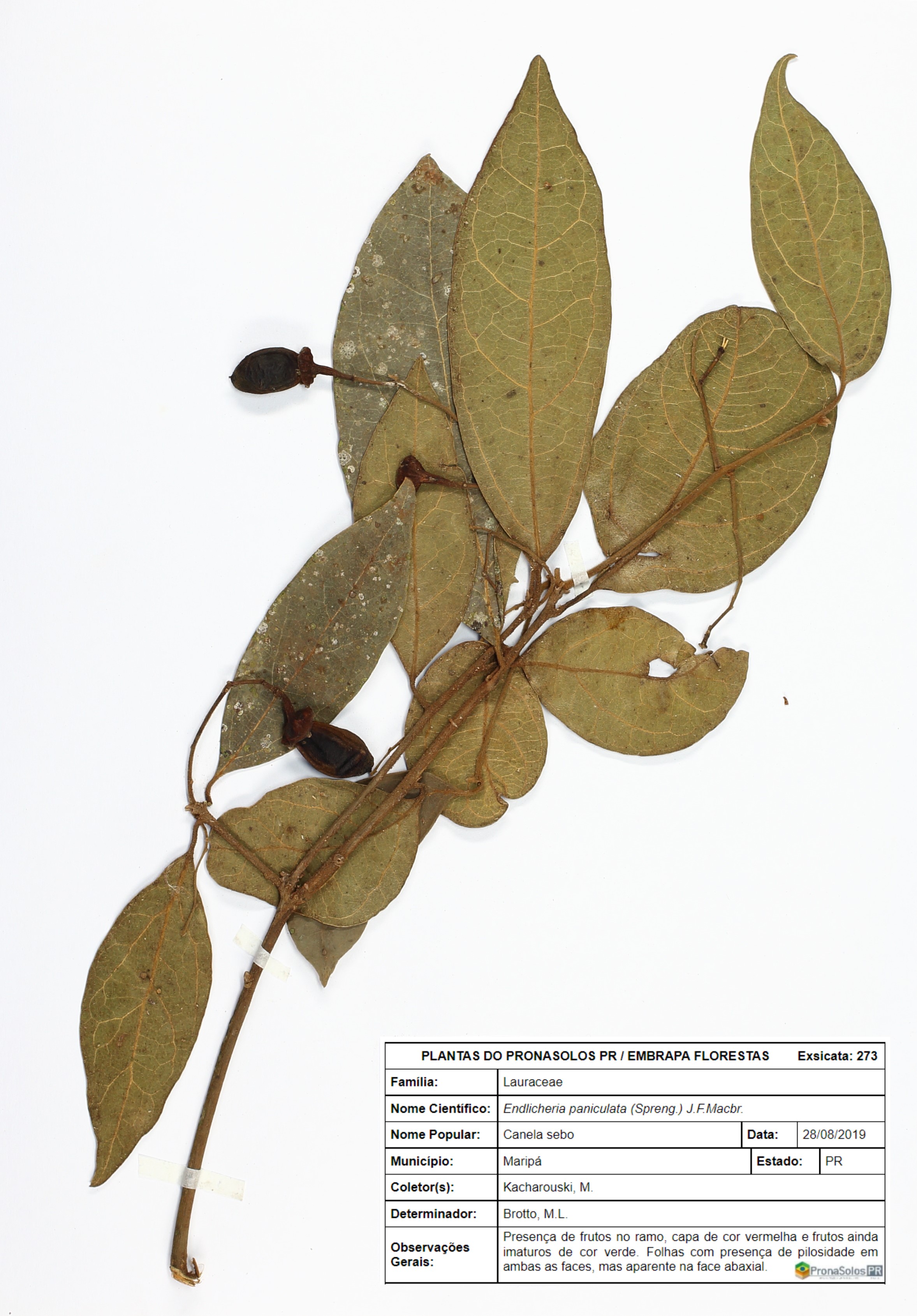 273_Endlicheria paniculata  (Spreng.) J.F.Macbr.