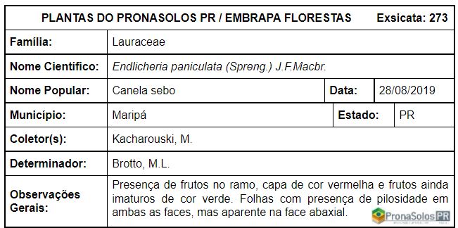 273_Endlicheria paniculata  (Spreng) J F Macbr