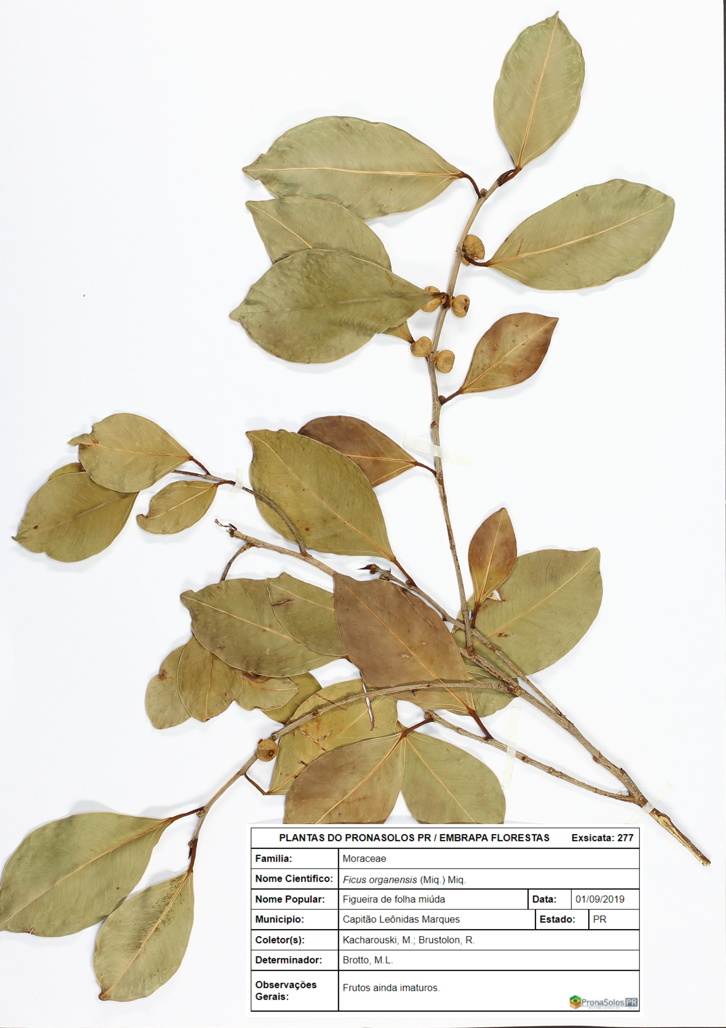 277_Ficus organensis