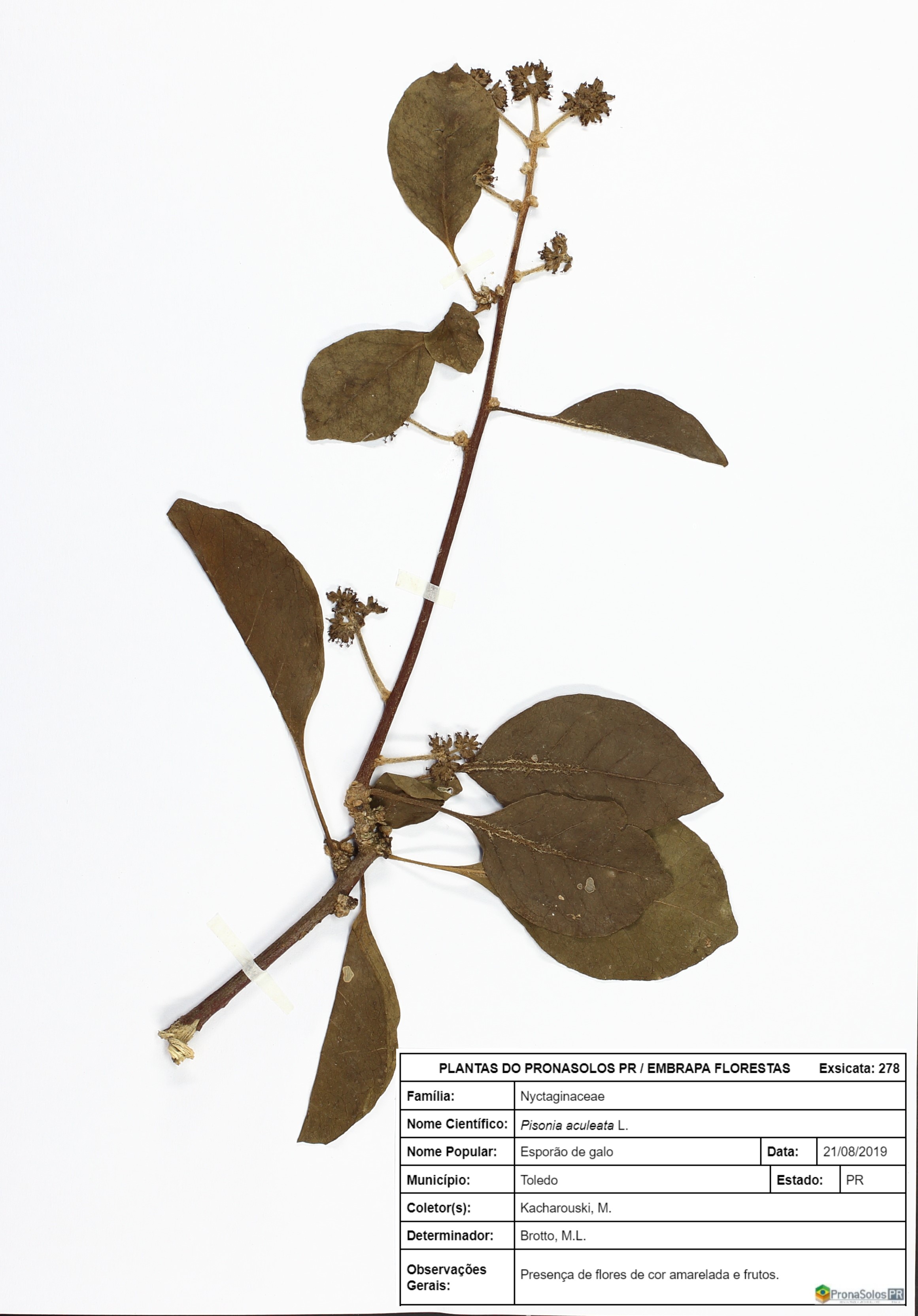 278_Pisonia aculeata L