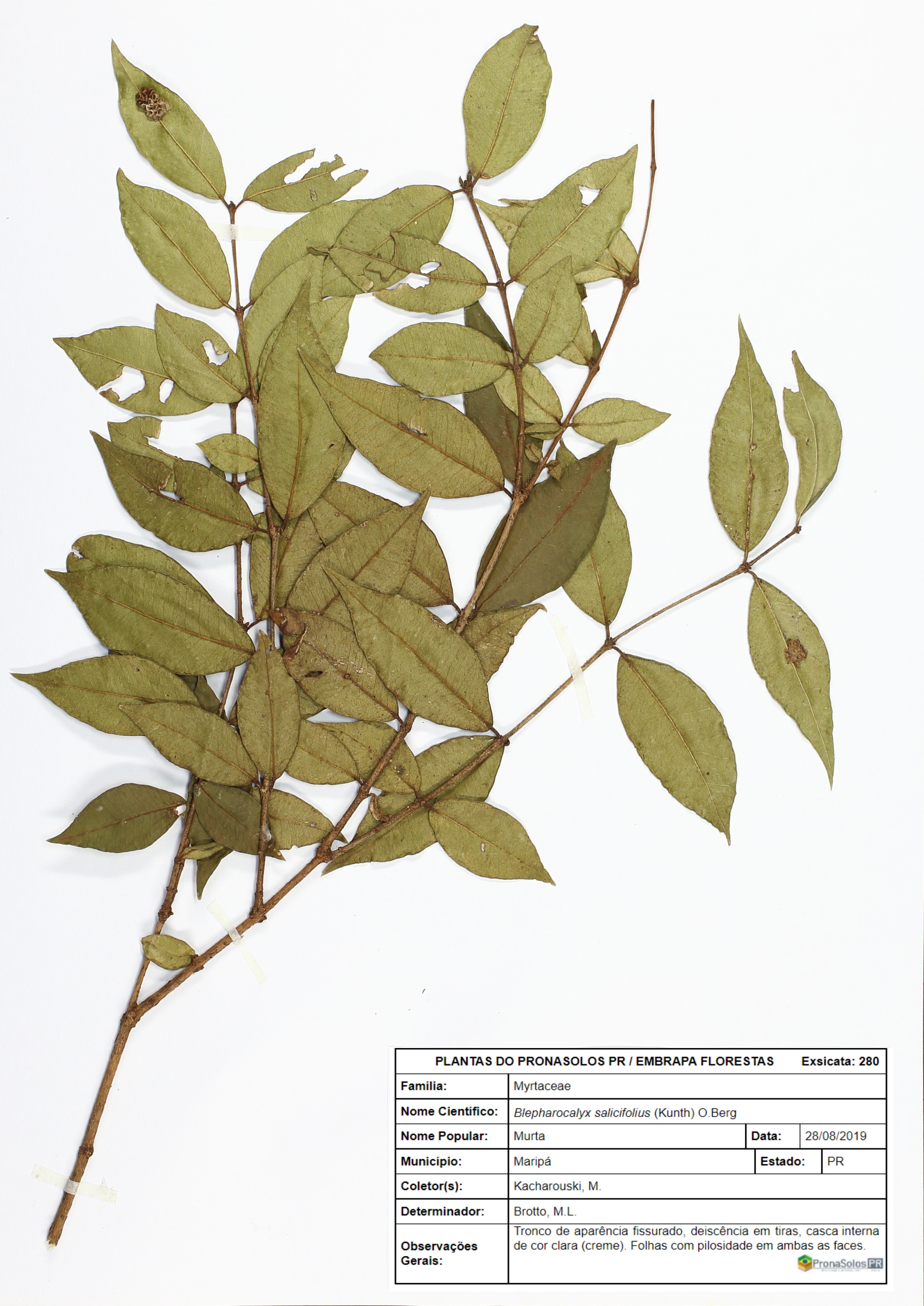 280_Blepharocalyx salicifolius