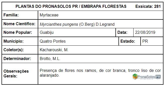 281_Myrcianthes pungens