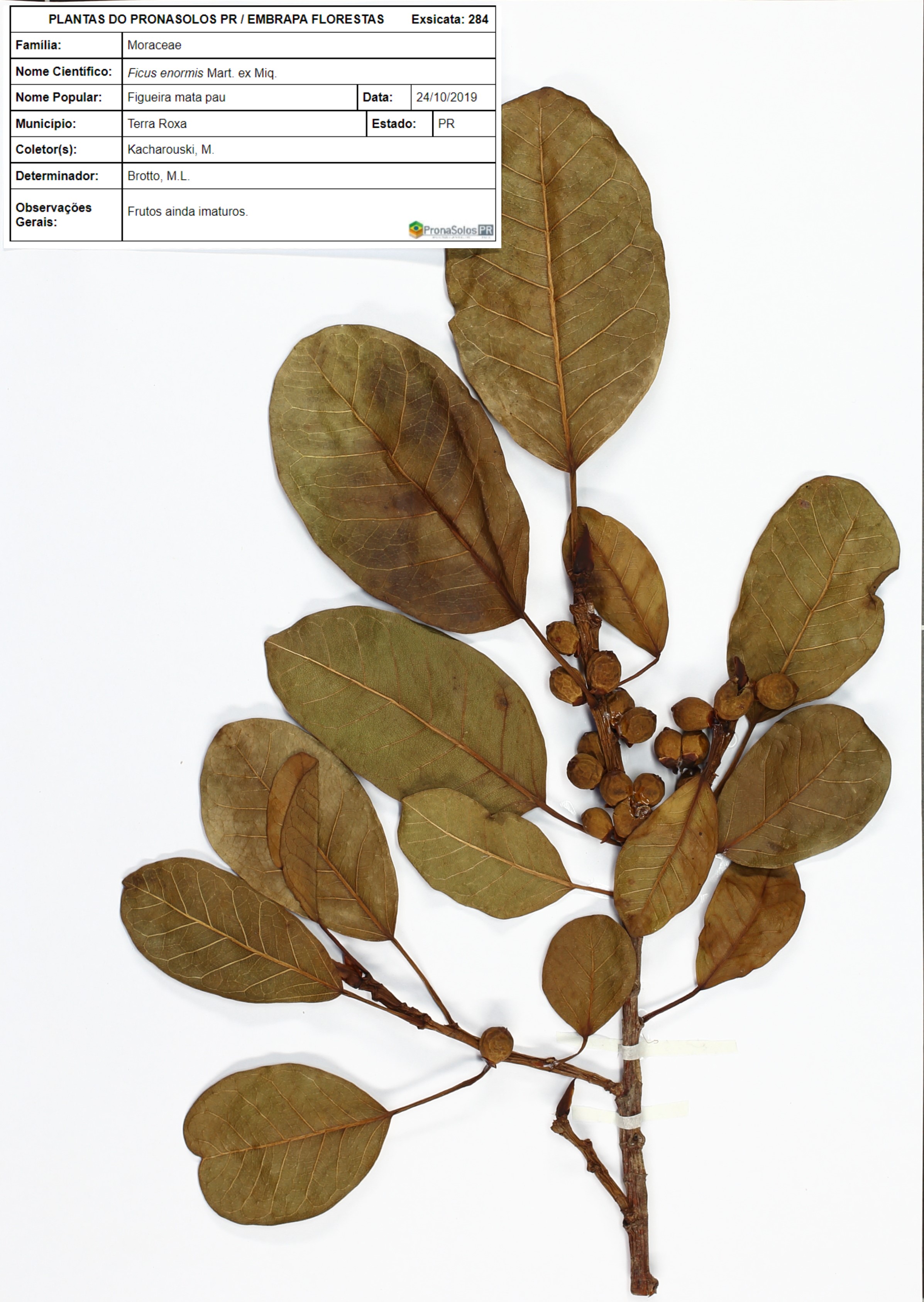 284_Ficus enormis