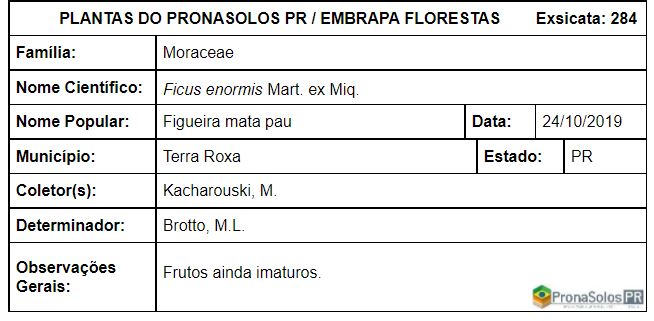 284_Ficus enormis