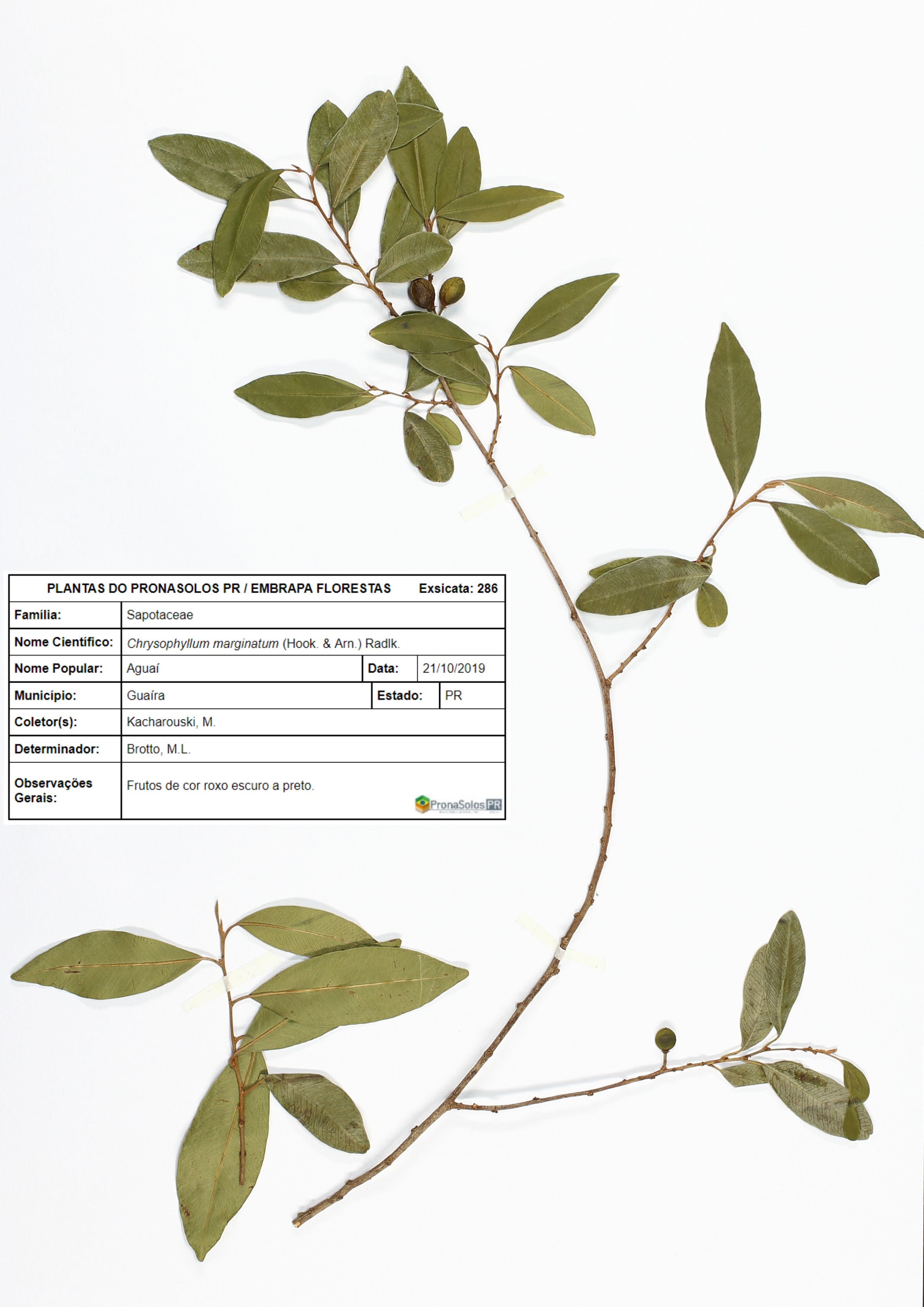 286_Chrysophyllum marginatum