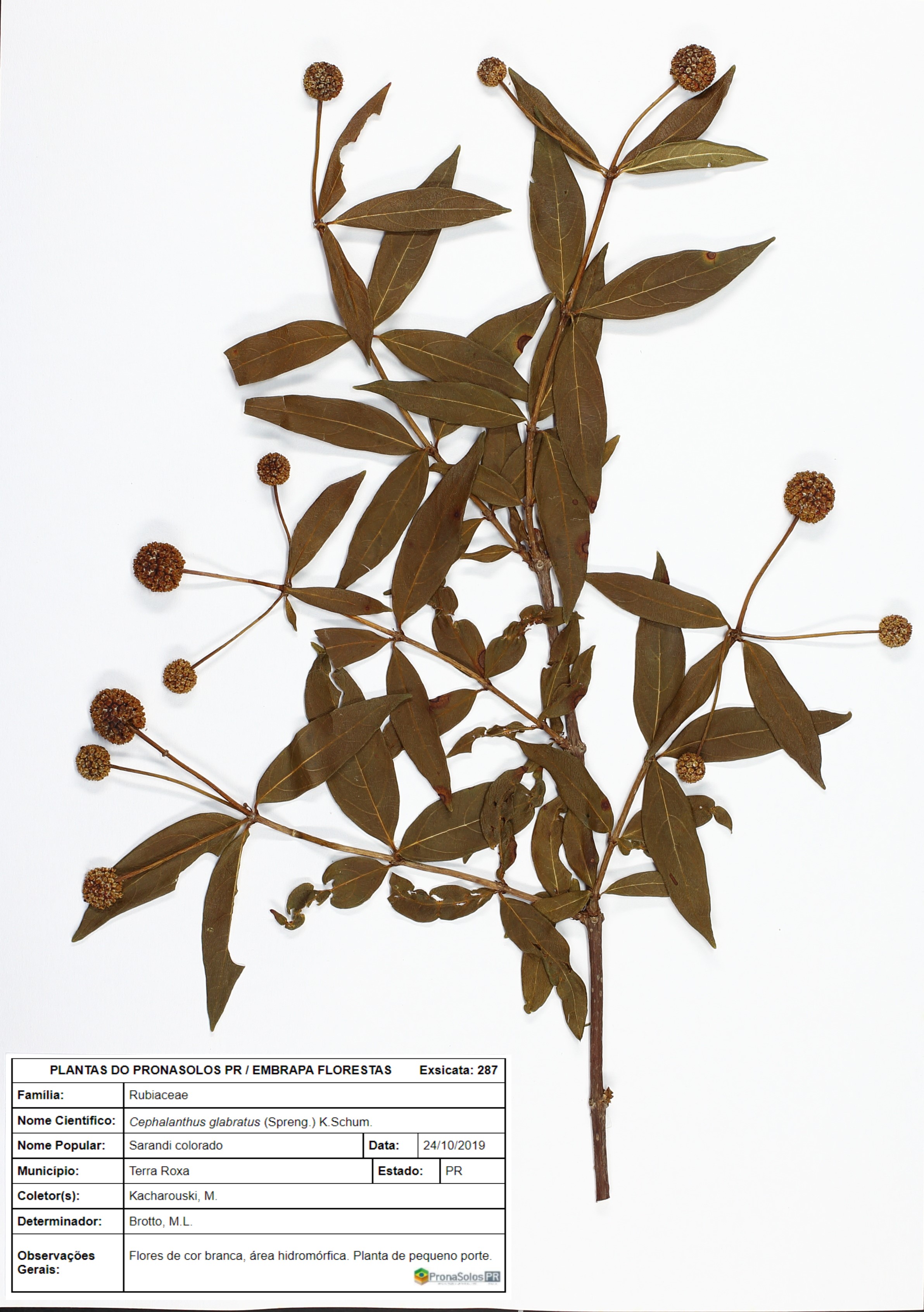 287_Cephalanthus glabratus