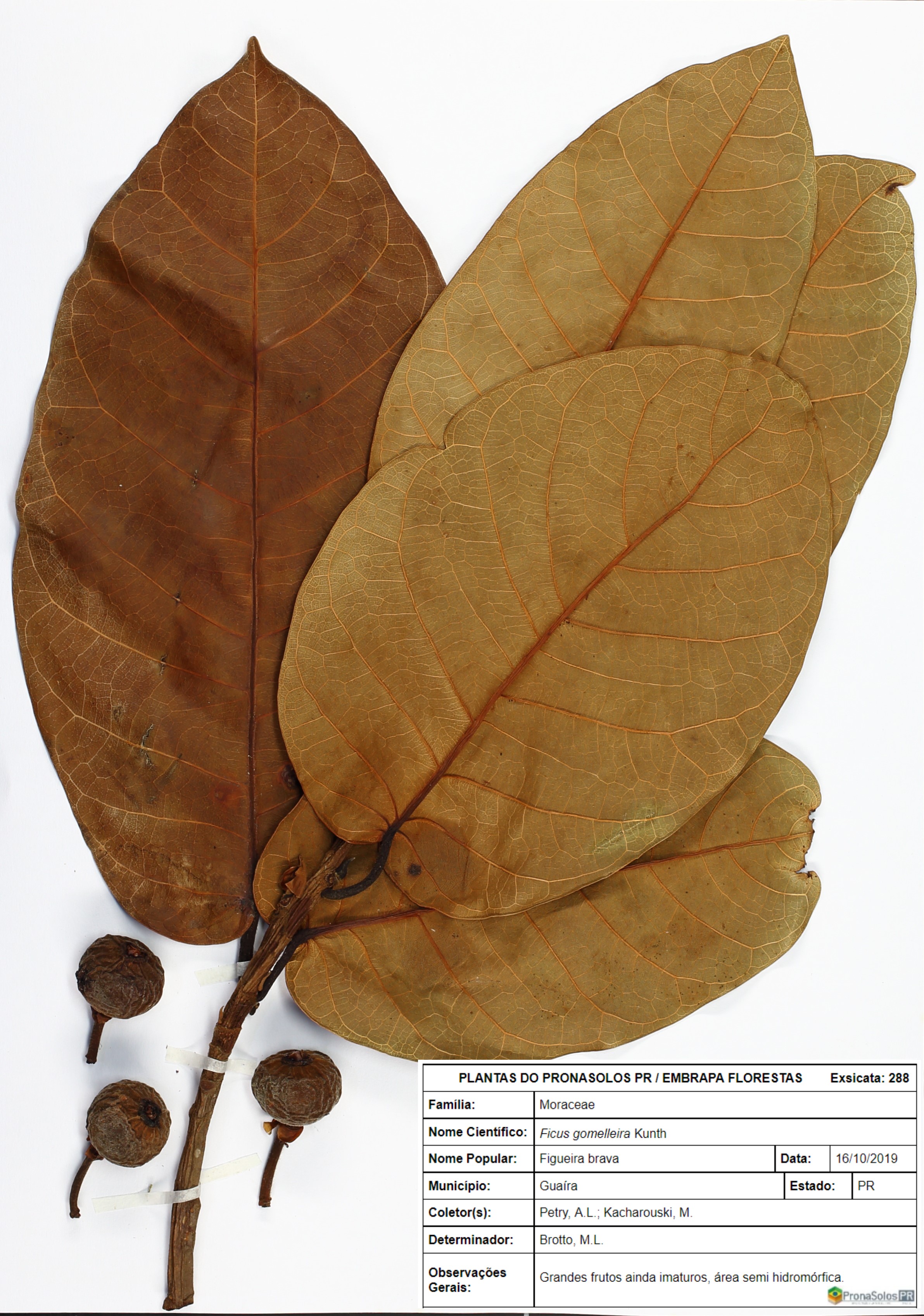 288_Ficus gomelleira